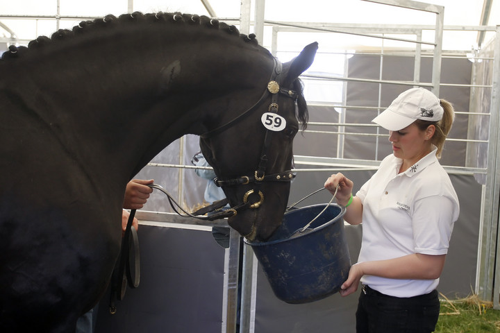 Állatorvostan-hallgatók első kézből tanulhatnak a versenylovakról