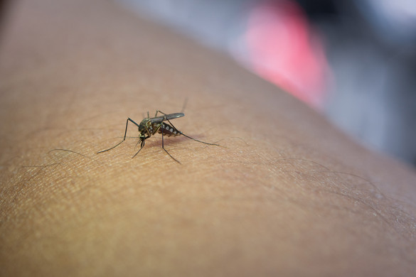 Már Magyarországon is elérhető a dengue-láz elleni védőoltás