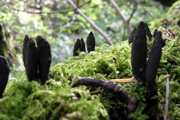 Rettegnek az emberek a Bükkben