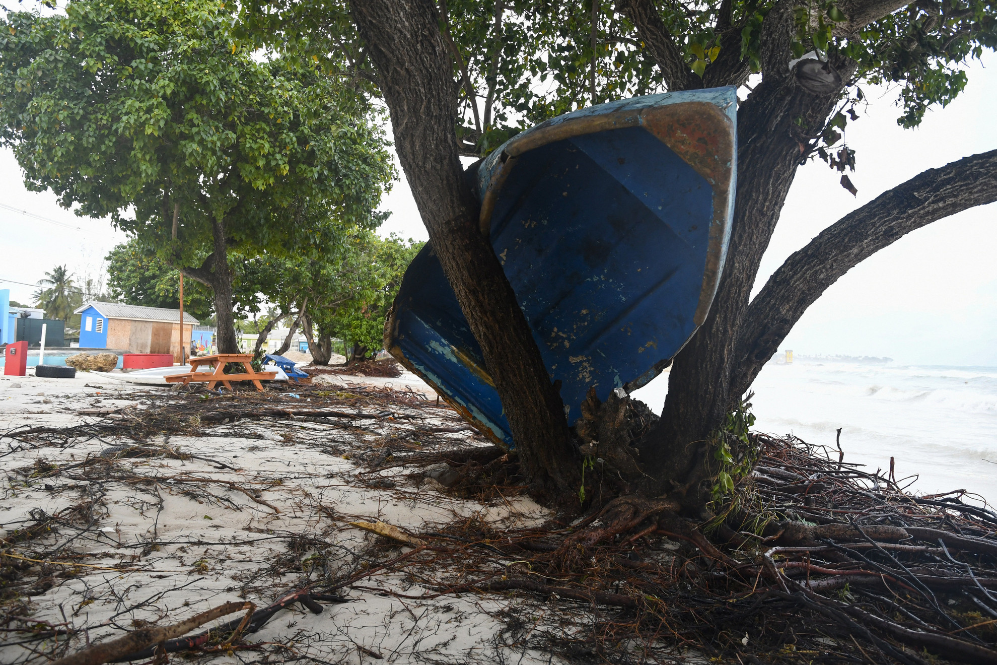 Egy csónak egy fán kötött ki a Beryl hurrikán átvonulása után Christ Churchben, Barbadoson