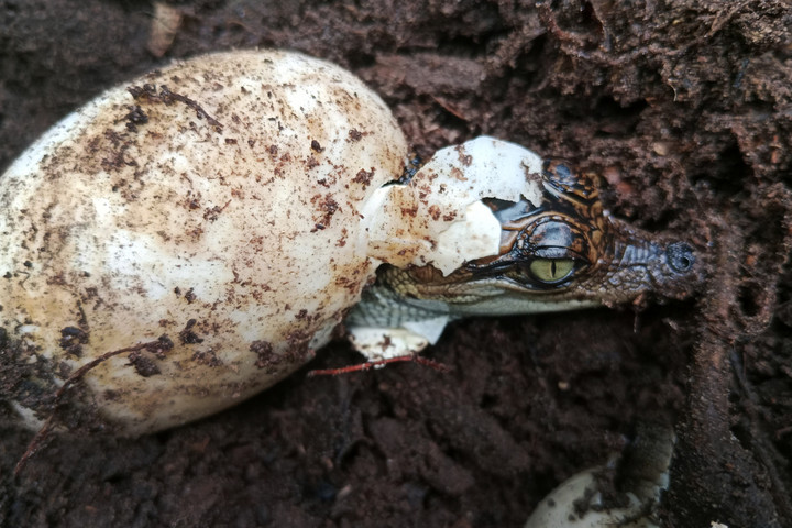 Fotó: AFP/Conservation group Fauna and Flora/Bros Pov Ritka, sziámi krokodiltojást fedeztek fel Kambodzsában