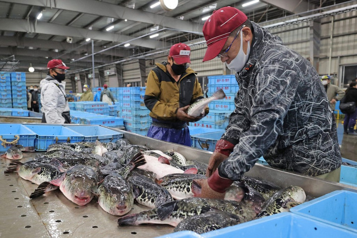 Fotó: AFP/The Yomiuri Shimbun/Yomiuri/Fumito Saeki Csak óvatosan a gömbhalakkal!