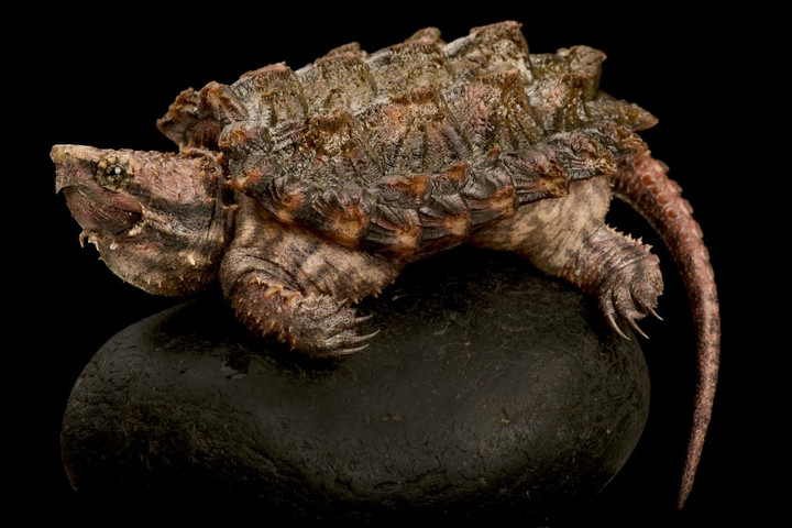 Fotó: AFP/Biosphoto/Matthijs Kuijpers Veszélyes aligátorteknőst találtak a Balatonnál