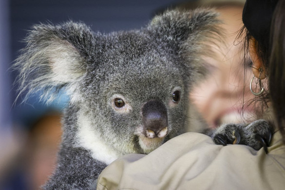 Nem lehet többet koalát simogatni
