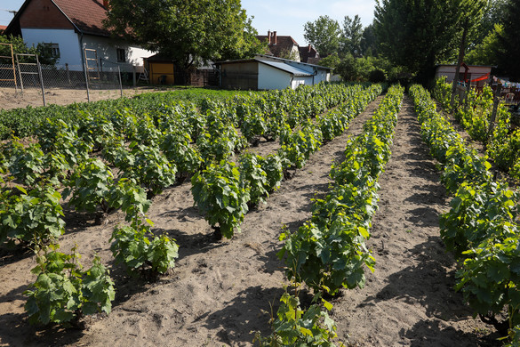 Nemzetközi figyelem szegeződik a magyar kertész ágazatra