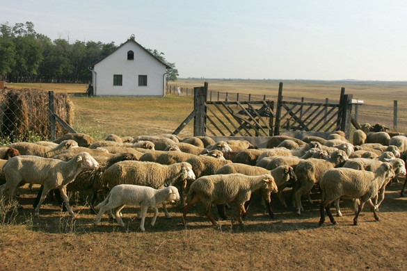 Új pályázati felhívással segíti az agrártárca a tanyán élőket