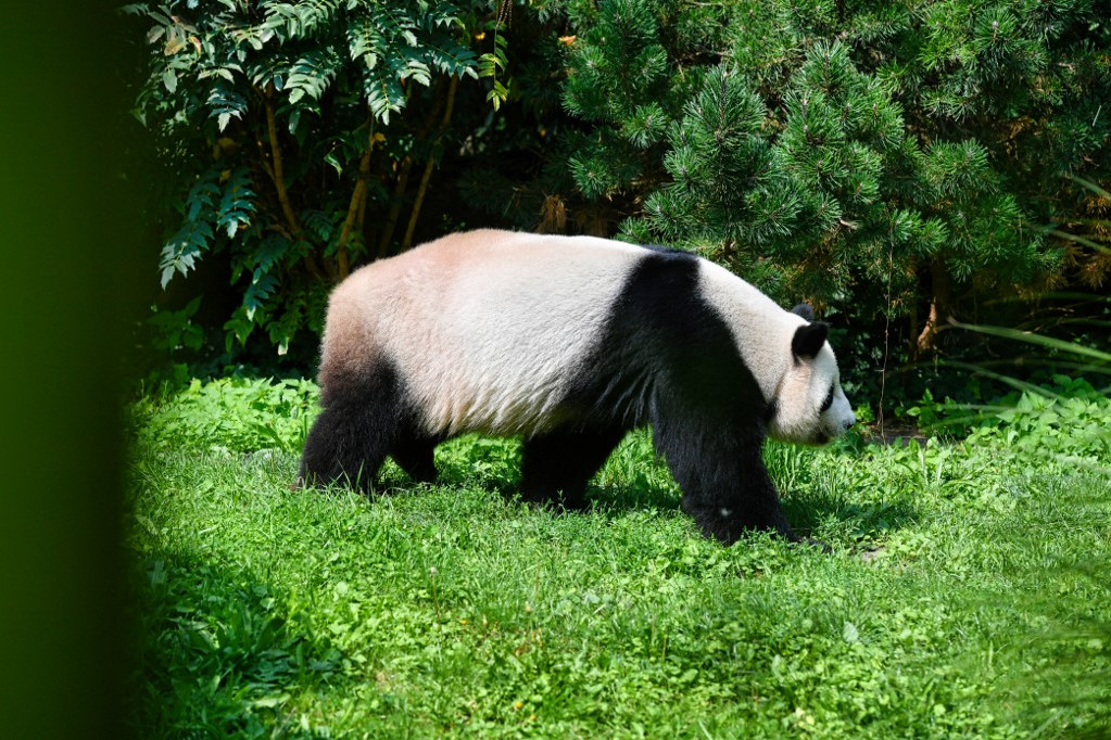 Jiao Qing, a panda ikrek apja a berlini állatkertben, miközben Meng Meng két kicsinyével törődik