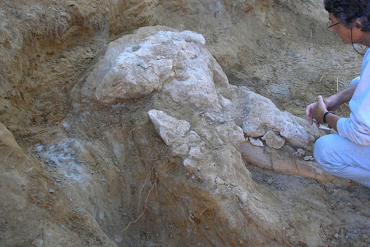 Fotó: AFP/Handout/Musee d'Histoire Naturelle de Toulouse Ősi óriás koponyájára bukkantak