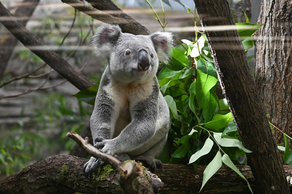 Számoljon ön is koalákat!