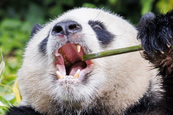 Pandaikrek születését várják Berlinben