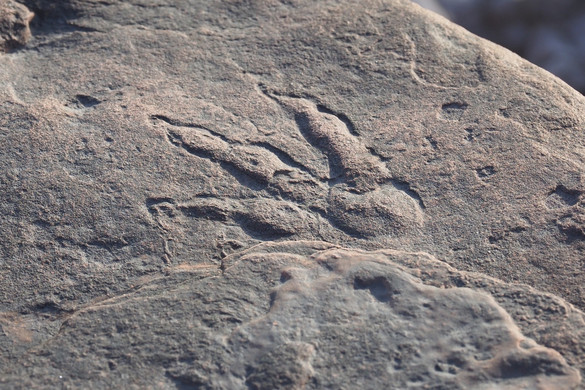 Apró dinoszauruszok lábnyomaira bukkantak