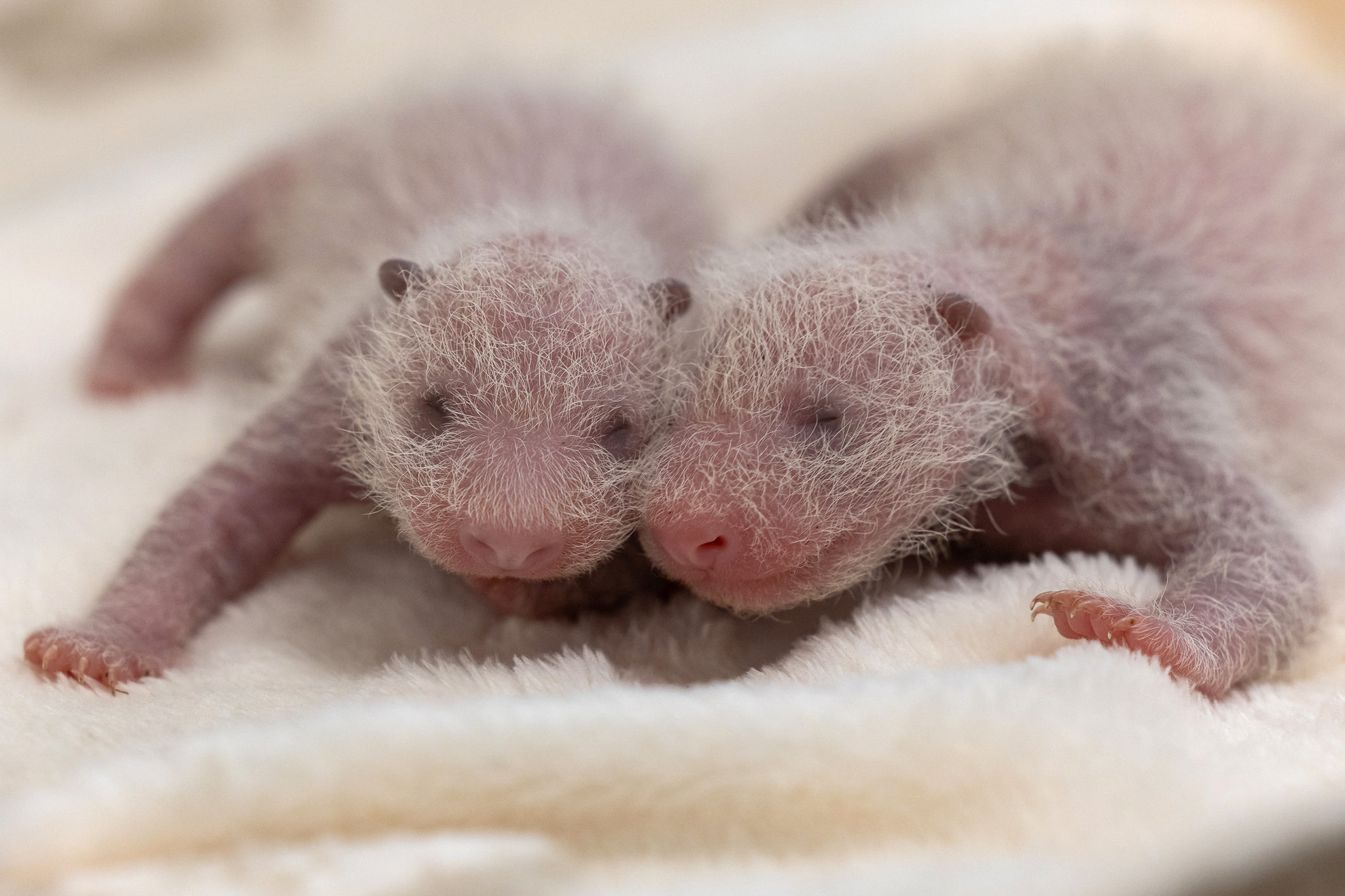 Fotó: AFP/Handout/Berlin Zoological Garden A berlini állatkert által 2024. augusztus 30-án kiadott fotón a két újszülött panda. A nőstény panda, Meng Meng ismét ikreknek adott életet, öt évvel az első utódok világra hozatala után. „A panda ikrekről éjjel-nappal szeretettel gondoskodik anyjuk, Meng Meng (11) és a berlini állatkert tapasztalt pandás csapata” - írta korábban közleményében az állatkert