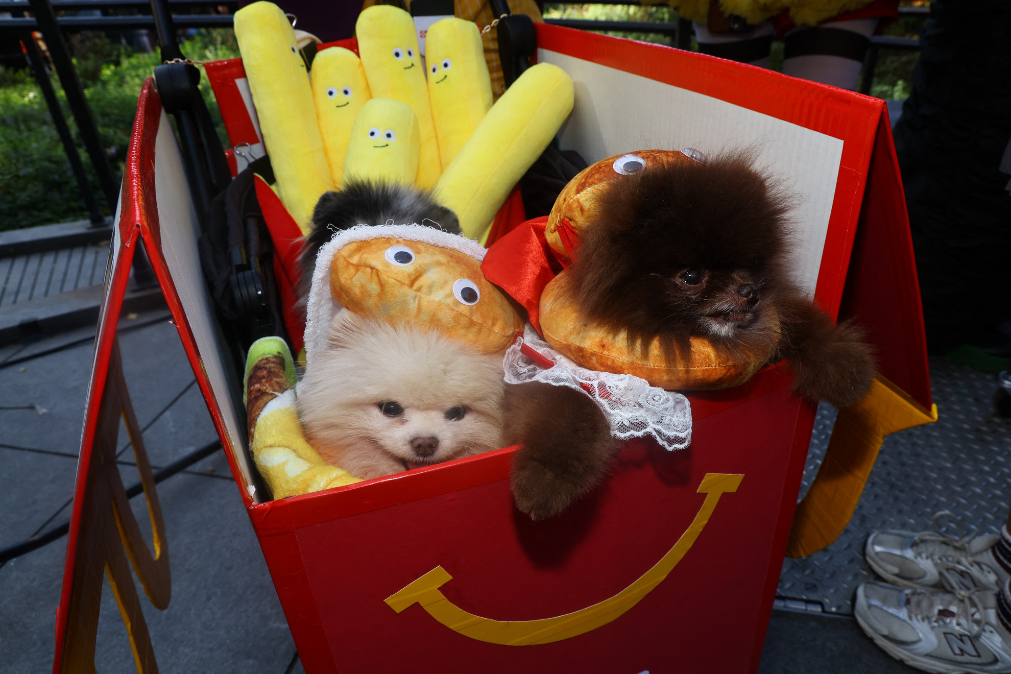 Egy McDonald's kocsival, amely tele van hamburgernek és sült krumplinak öltözött pomerániaiakkal a Washington Square Parkban megrendezett Halloween kutyás felvonuláson New Yorkban