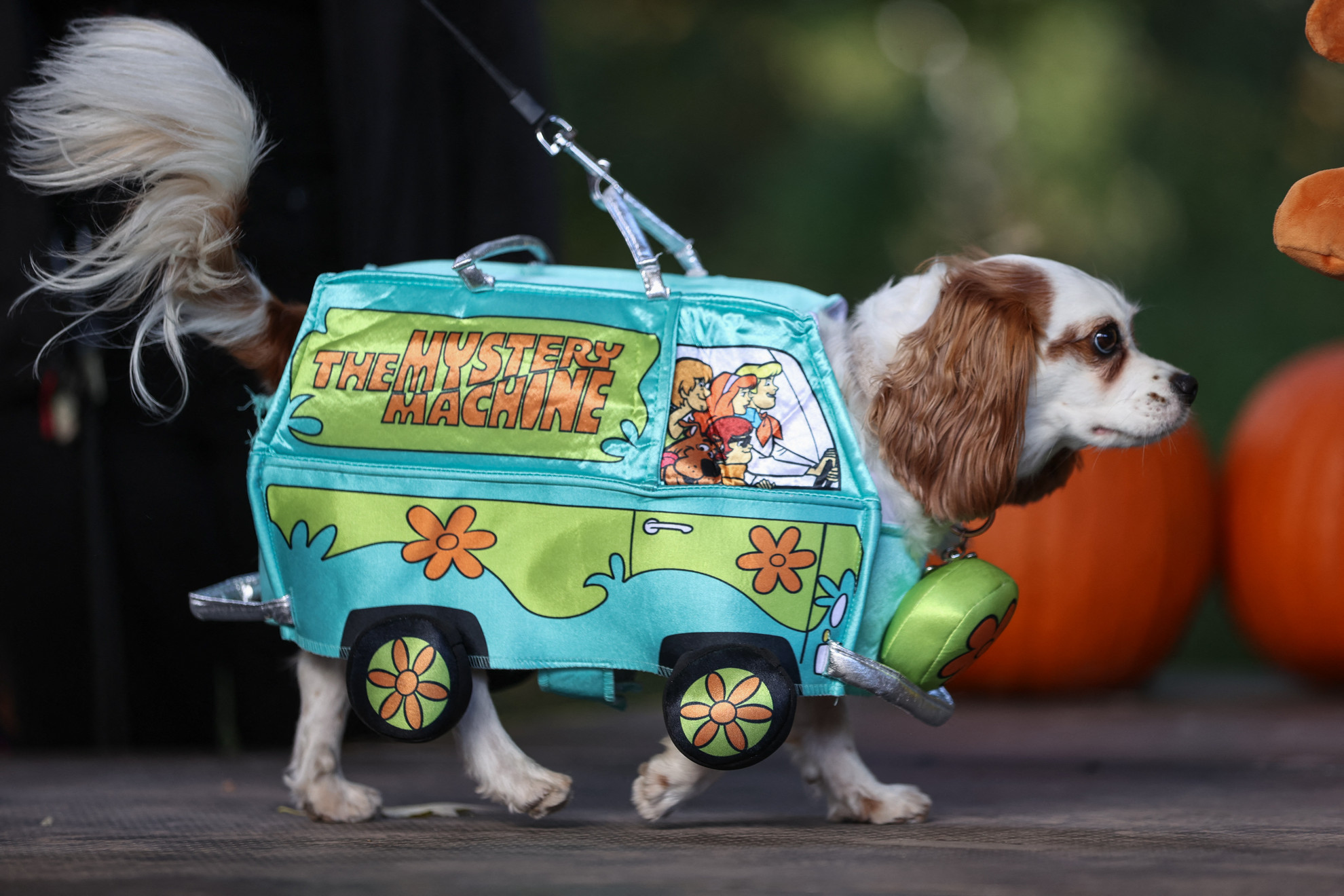 Halloween-jelmezbe öltözött kutyák a Bentway Halloween fesztiválon a kanadai Ontario államban, Torontóban