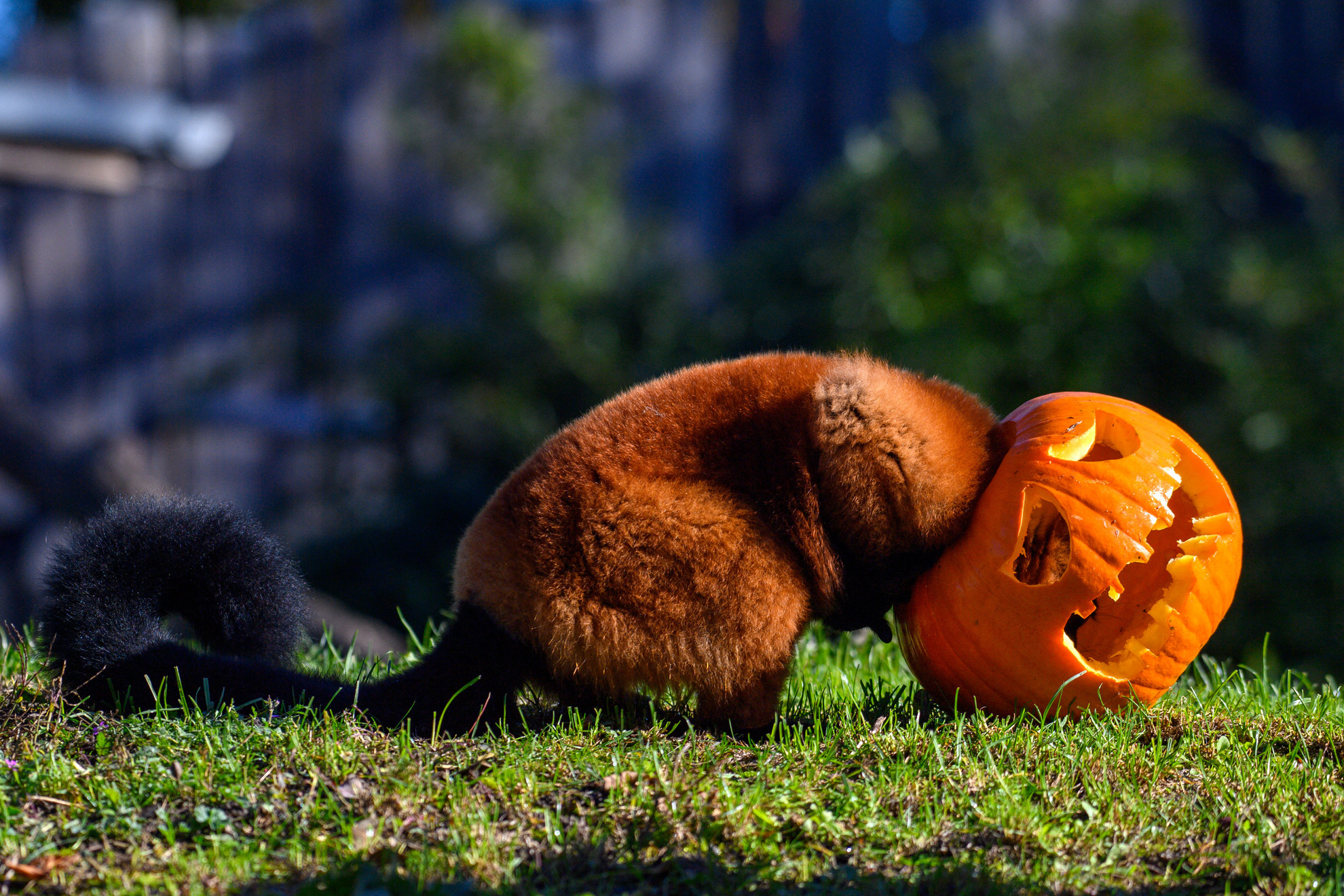 Egy Vörös Vari bedugja a fejét egy halloweeni tökbe a Magdeburgi Állatkertben, hogy élelmet keressen benne