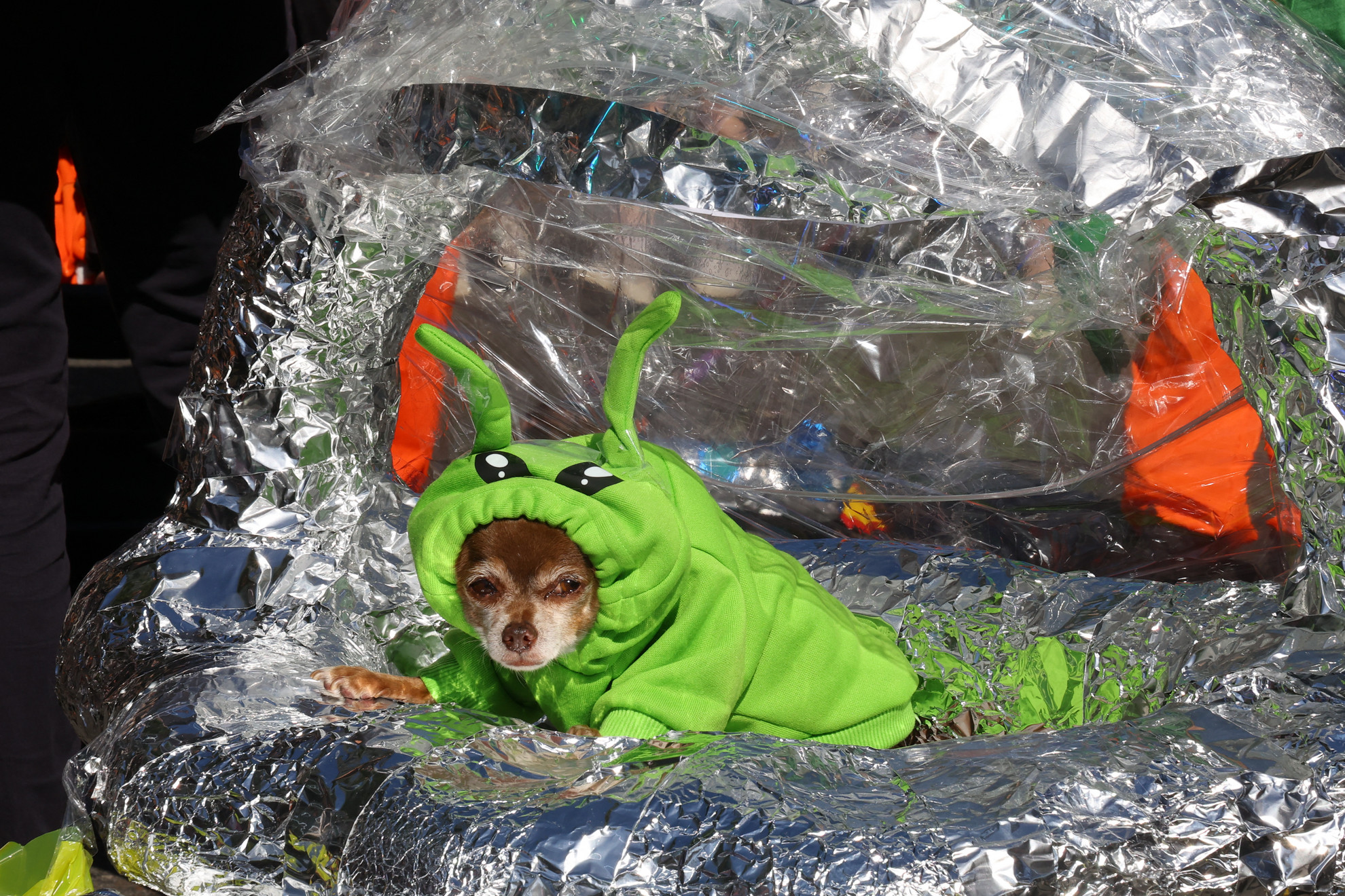 Egy földönkívülinek öltözött kutya a Tompkins Square Halloween kutyás felvonuláson New Yorkban