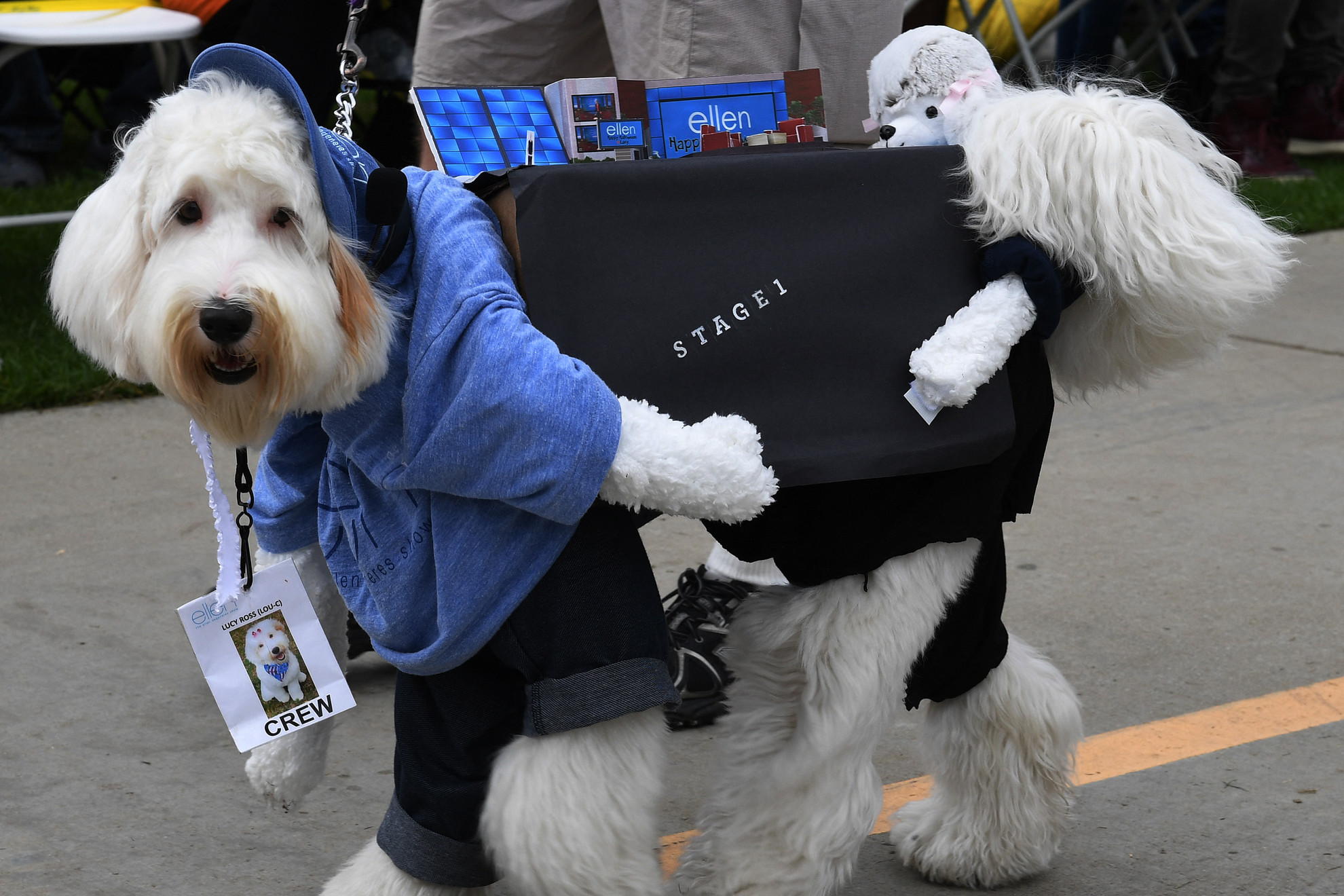 Halloween-jelmezbe öltözött kutya az éves Haute Dog Howl'oween felvonuláson a kaliforniai Long Beachen
