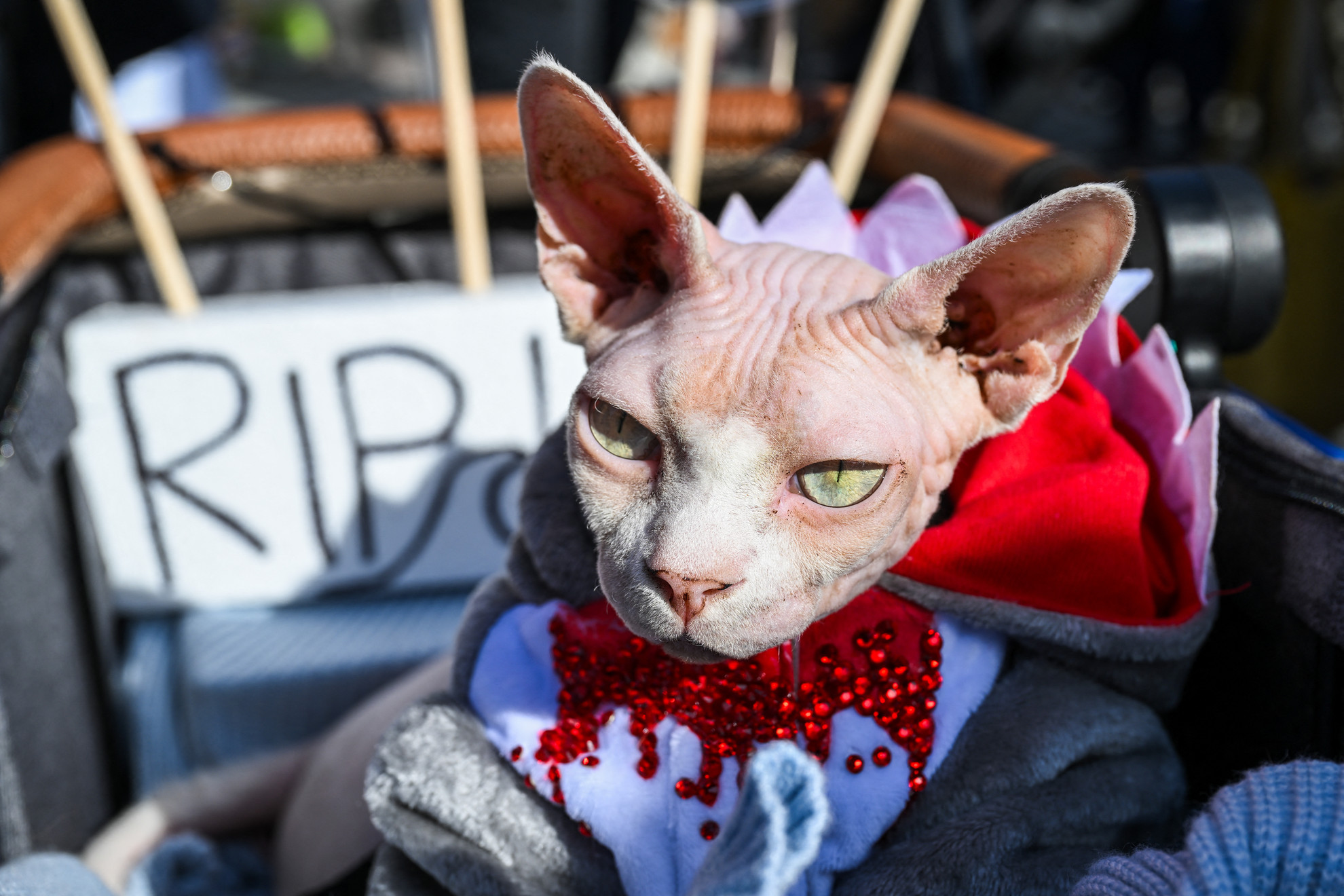 Egy sphynx macska halloweeni jelmezben részt vesz a Sunnyvale Pet Parade versenyen Sunnyvale-ben, Kaliforniában