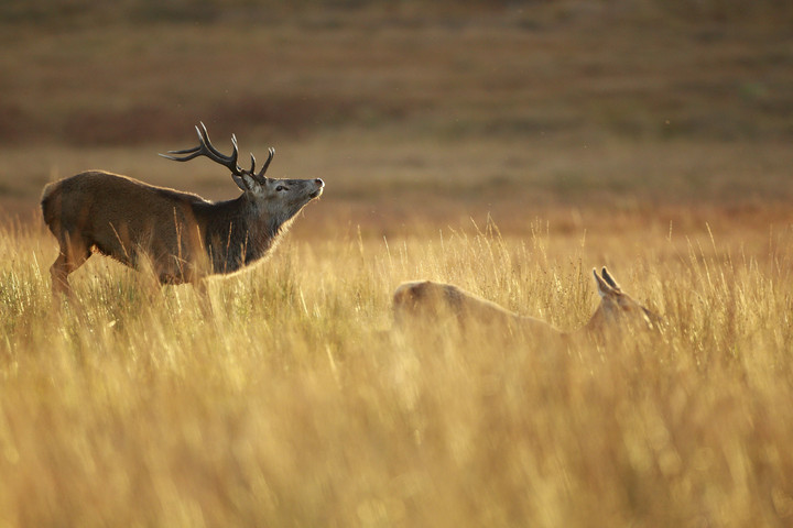 Fotó: Biosphoto via AFP/Christophe Perelle Elkezdődött a szarvasbőgés