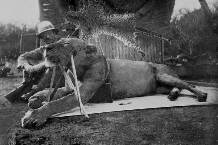 Fotó: wikimedia.org/Field Museum Ezek az oroszlánok tényleg embereket ettek