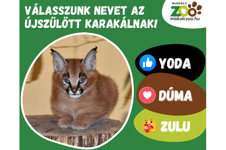 Ilyen cukit ma még nem látott