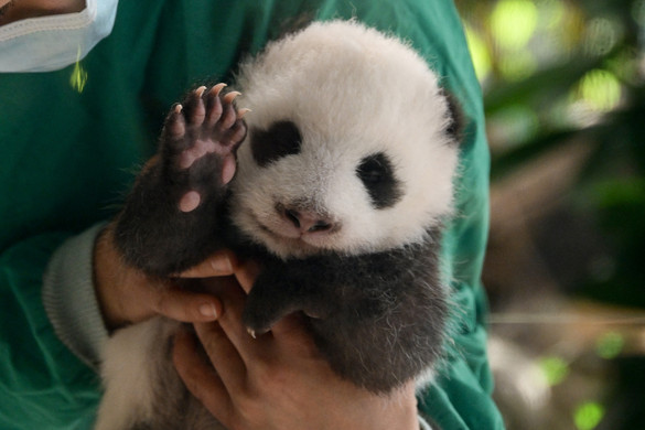 A pandabocsok első két hónapja