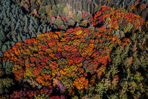 Fotó: dpa Picture-Alliance via AFP/Jens Buttner Föld Napja – A természet ajándék, amelyért felelősséggel tartozunk