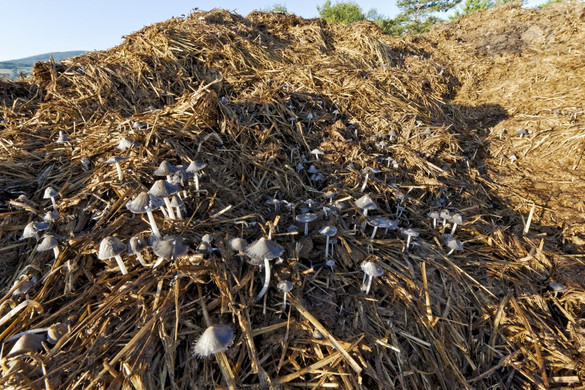 Trágyaszag terjeng Gyergyószentmiklóson