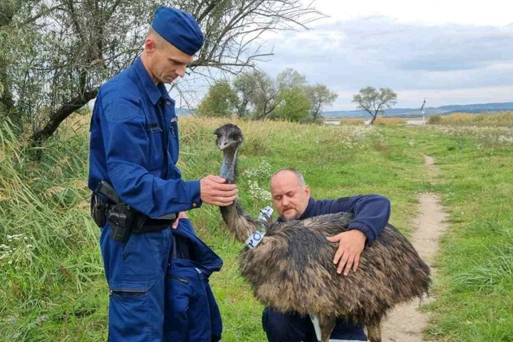 Fotó: Facebook/Police.hu Gárdonyban nagy testű futómadárral szemben intézkedtek a rendőrök