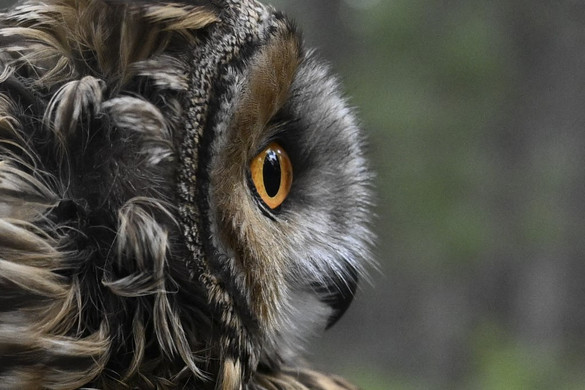 Bagolyles az egész országban