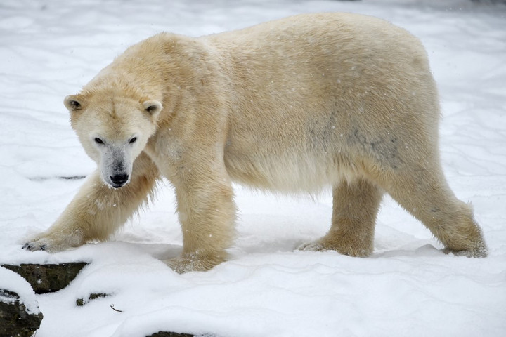 A globális felmelegedés új állathibridek megjelenéséhez vezet