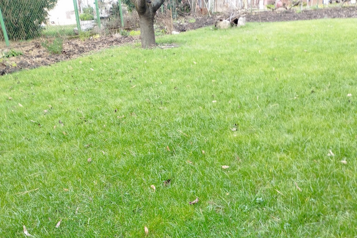 Hólapátolás helyett decemberi fűnyírás