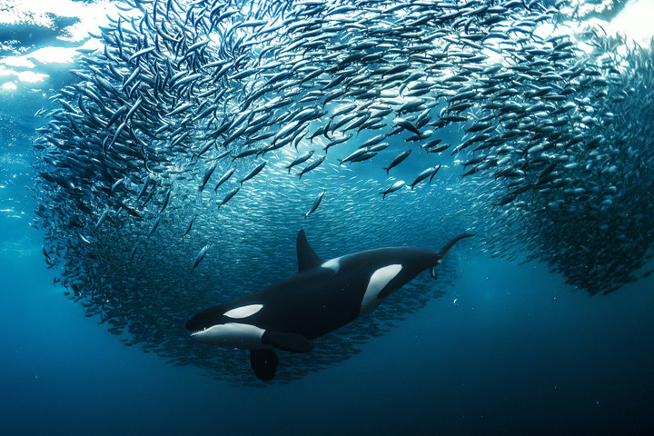 Fotó: Northfoto/mediadrumimages/ Andy Schmid /UNworldoceansday.org Tudósok új ragadozót fedeztek fel a Balti-tengerben