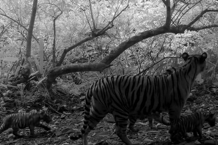 Fotó: AFP/Kaeng Krachan National Park/Handout Három kölyköt nevelő nőstény bengáli tigrist kaptak lencsevégre egy thaiföldi nemzeti parkban