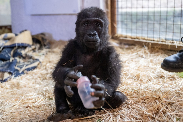 Fotó: Anadolu via AFP/Mehmet Murat Onel Bébi gorilla életét mentették meg egy török légitársaság járatán