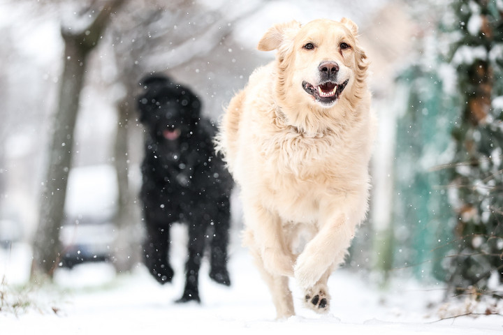Nem játék a hideg – komoly veszélyben lehetnek állataink