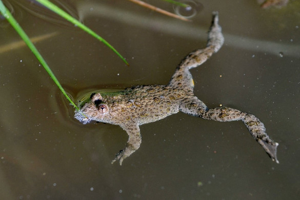 A sárgahasú unka az év kétéltűje 2025-ben