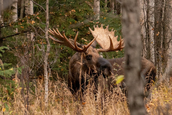 Fotó: AFP/Anadolu/Hasan Akbas „Világelső lehet az új magyar dámrekord”