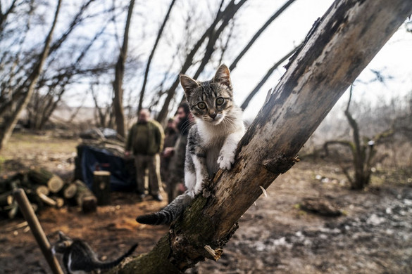 Egy macska leszedett egy ukrán drónt + VIDEÓ