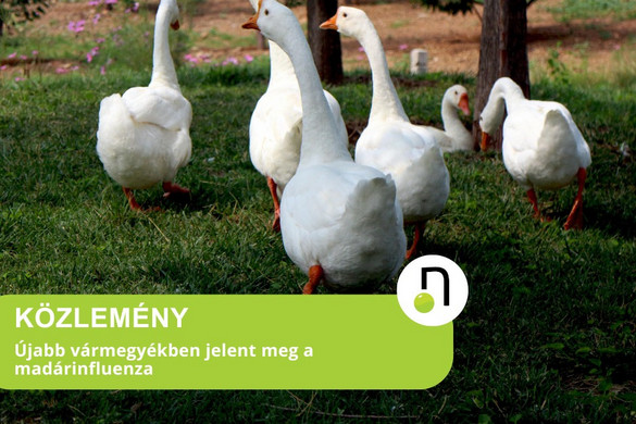 Heves és Pest vármegyében is megjelent a madárinfluenza