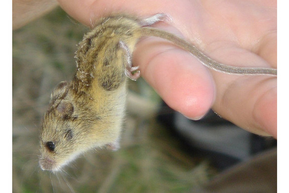 A magyar szöcskeegér lett az év emlőse