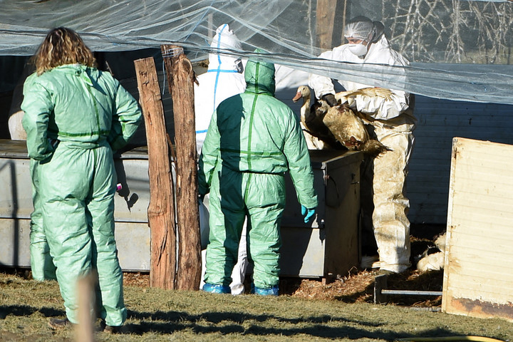 Fotó: AFP/Iroz Gaizka Új madárinfluenza-tesztet fedeztek fel
