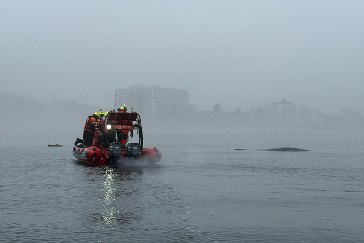 Fotó: AFP/Polish Maritime Search and Rescue Service/Handout Bálnát szabadítottak ki a Balti-tenger partjánál