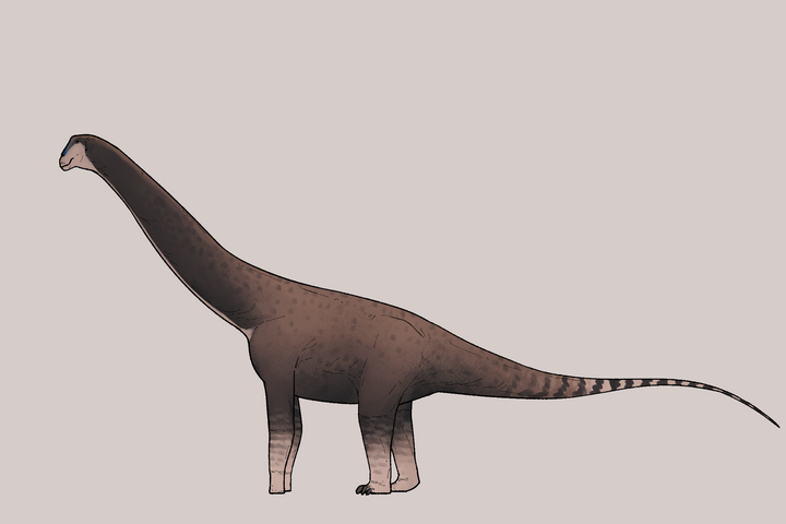 Új dinoszauruszfajokat azonosítottak a Hátszegi-medencében