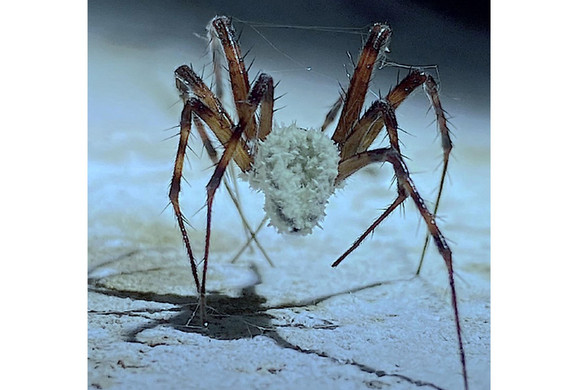 A gomba, amely a pókokat mutánssá változtatja