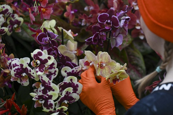 Orchideavirágzás Szegeden
