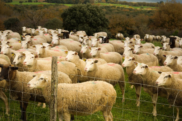Fotó: AFP/Hans Lucas/Justine Bonnery Visszanyerte hivatalos státuszát Magyarország