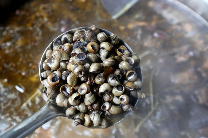 A meg nem valósuló csigafeldolgozó esete