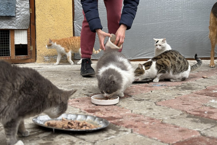 A rettegés háza – Százhét macskát tartott otthonában