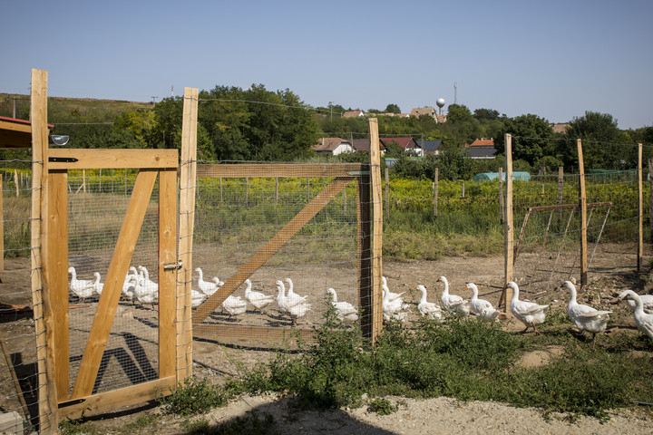 Fotó: MH-archív/Purger Tamás Antibiotikum-mentes libamáj?
